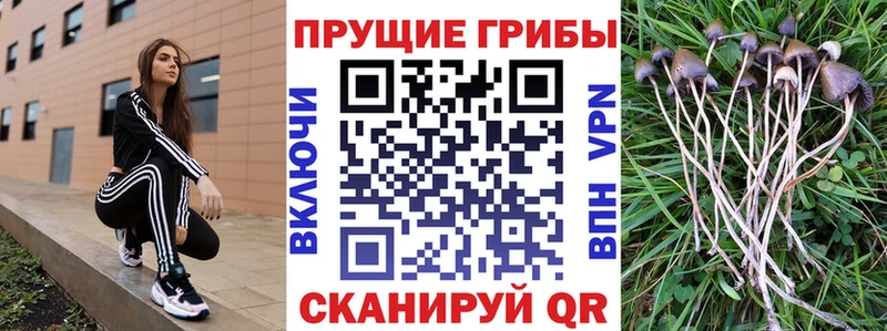 Псилоцибиновые грибы мицелий  кракен ТОР  Лабинск  дарнет шоп 